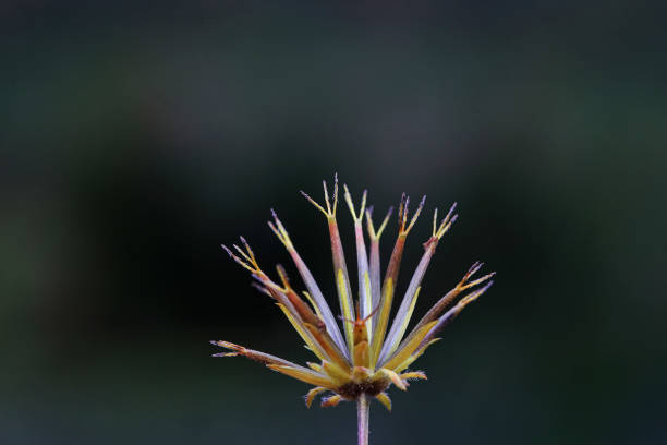 Wild plant seeds, North China