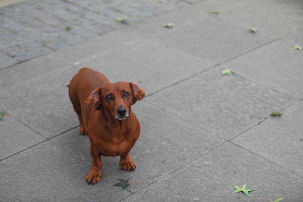 dachshund puppy portrait stone background