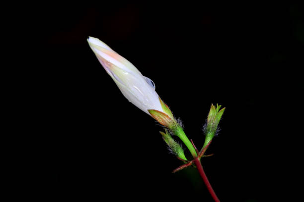 The bowl flower buds are on a black background