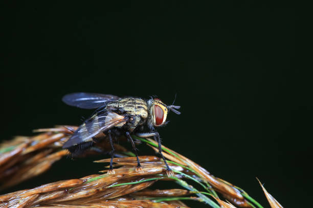 Macro Photo of Horse Fly - Tabanus  - 9 Images Staking