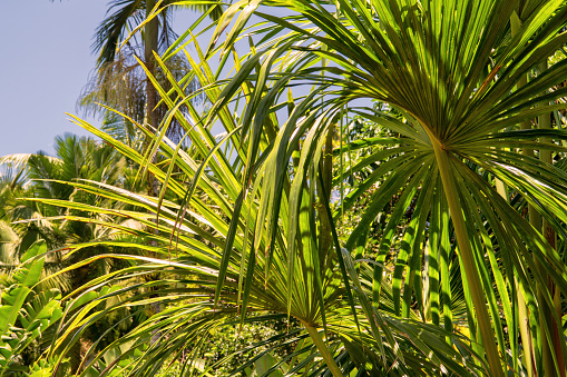 Colorful sabal palm leaves