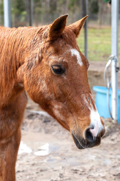 The head of a horse stock photo