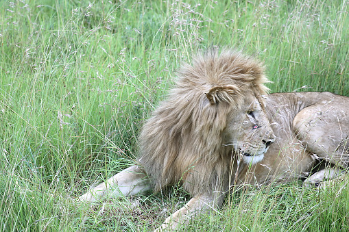 Wild male lion in South Africa during the summer, wet, season which provides an abundance of rich green grass for the herbivores and subsequently for the predators.