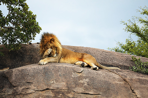 A beautiful portrait of a majestic lion against the background of mountains, logs. Lion in the zoo. Banner. Copy space for text