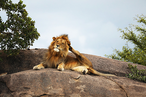 Lioness with cub in the Kruger National Park South Africa