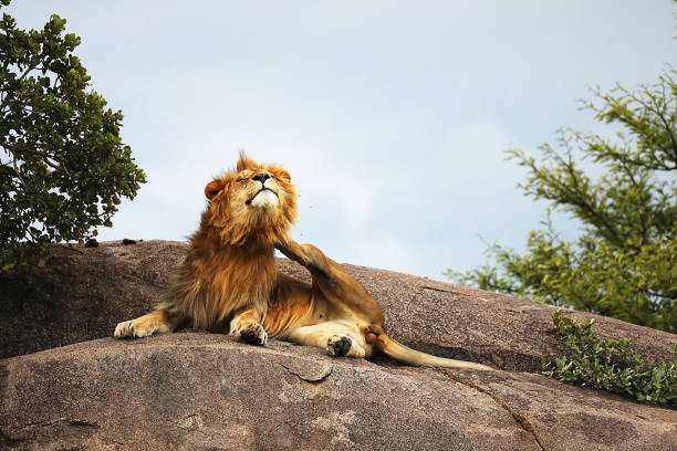 istock Serengeti National Park Lions 2033821777