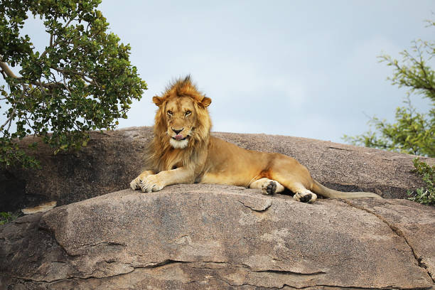 istock Serengeti National Park Lions 2033821778