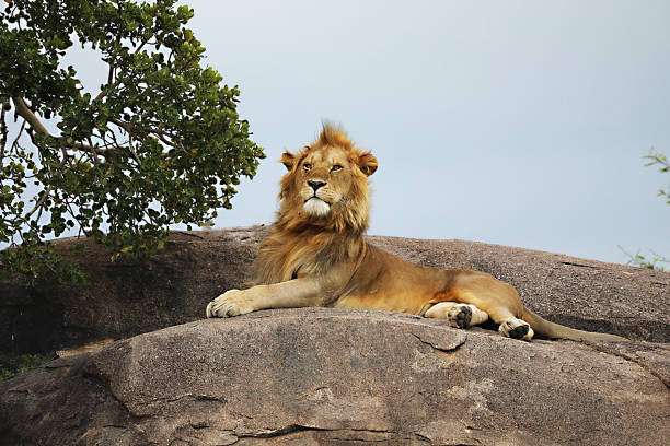 istock Serengeti National Park Lions 2033821779