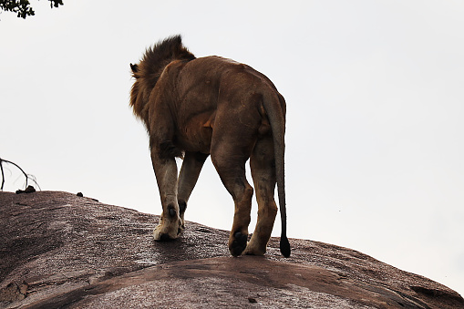 Lion Notch 2 is the son of legendary Lion Notch.