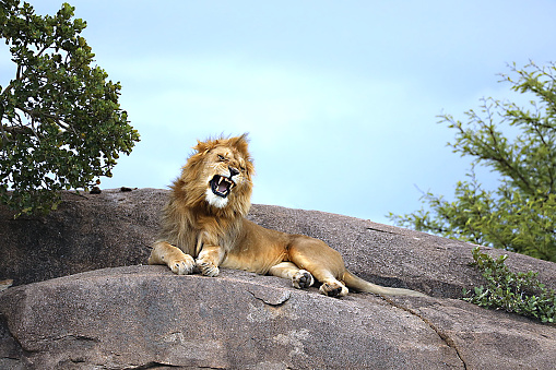 Roaring male lion! Great life of Lions in Serengeti National Park Tanzania!