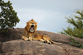 Serengeti National Park Lions