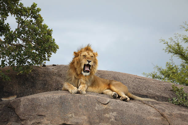 istock Serengeti National Park Lions 2033822298