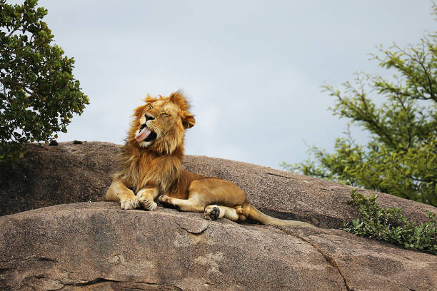istock Serengeti National Park Lions 2033822299