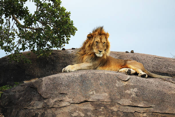 istock Serengeti National Park Lions 2033822301