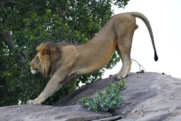Great life of Lions in Serengeti National Park Tanzania!