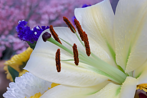 Closeup of a white lily, showing petals, stamen, and pistils.