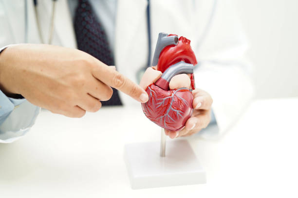 istock Chronic kidney disease, doctor with model for treatment urinary system, urology, Estimated glomerular filtration rate eGFR. 2033843090