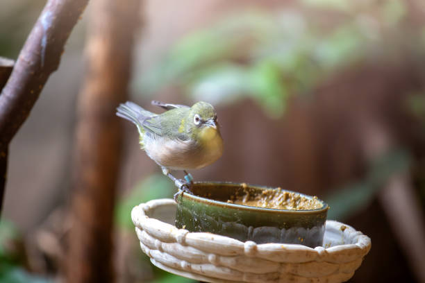istock Japanese White-eye (Zosterops japonicus) in Japan 2033856013