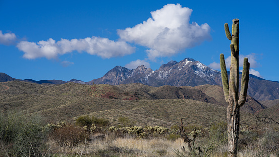 Four Peaks and Saguaro