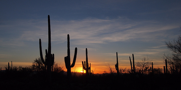 Saguaro cacti, Carnegiea gigantea, silhouetted against sunset cloudscape in Saguaro National Park near Tucson, Arizona.