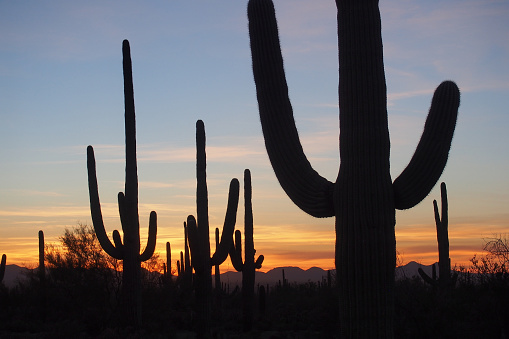 Saguaro cacti, Carnegiea gigantea, silhouetted against sunset cloudscape in Saguaro National Park near Tucson, Arizona.