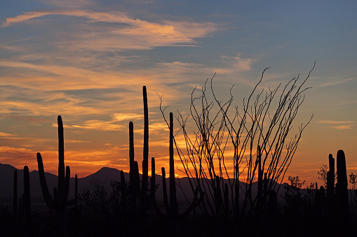 Saguaro cacti, Carnegiea gigantea, silhouetted against sunset cloudscape in Saguaro National Park near Tucson, Arizona.