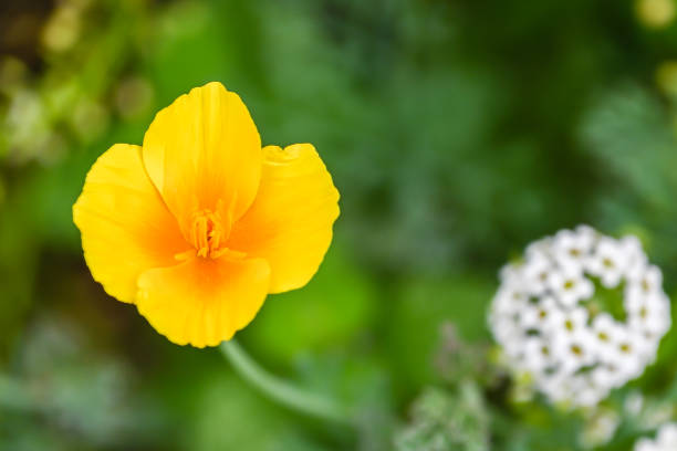 California poppy in extreme close up.