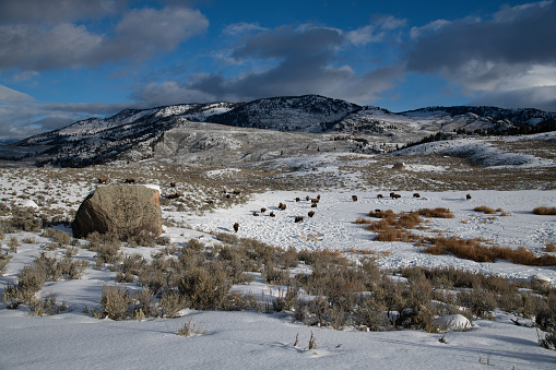 Large Bison or buffalo herd grazing in deep snow in the Yellowstone ecosystem in Wyoming, in western USA of North America. Nearest cities are Gardiner, Cooke City, Bozeman, and Billings Montana, Denver, Colorado, Salt Lake City, Utah and Jackson, Wyoming.