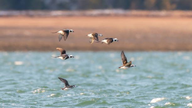 Small group of Long-tailed Ducks flying over the ocean in morning light
