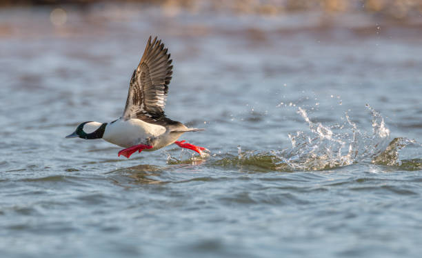 istock Male bufflehead duck running across the water surface 2033938517
