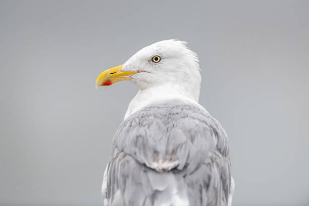 close-up da gaivota de arenque com fundo cinza desfocado - grand manan island - fotografias e filmes do acervo