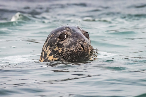 Close-up of Gray Seal head sticking up out of the water looking at camera