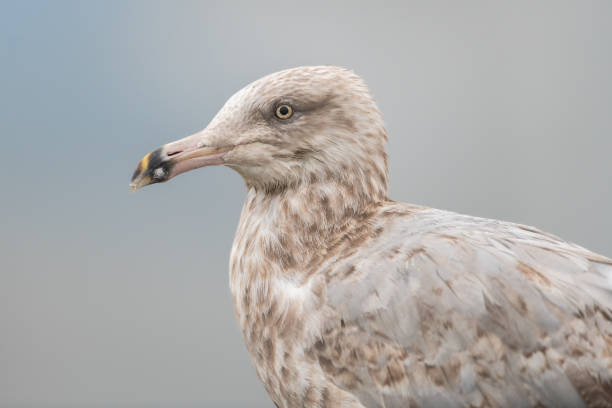 close-up da gaivota juvenil herring gull com fundo cinza desfocado - grand manan island - fotografias e filmes do acervo