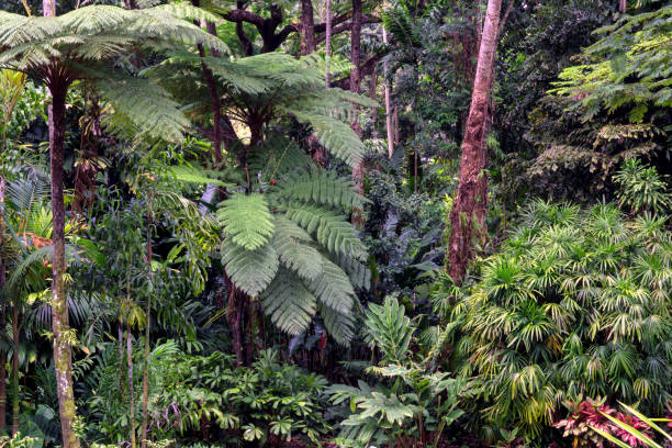 istock Fleckers Botanic Garden 2033946283