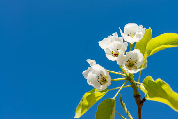 Flowering pear branch against the blue sky, Ukraine