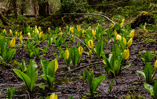 Western Skunk Cabbage (Lysichiton americanus) in a red alder grove, Olympic National Park, Washington, USA