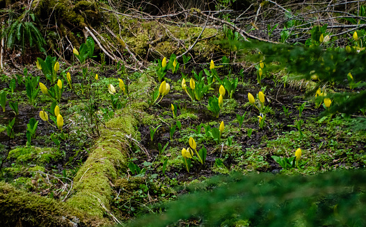 Western Skunk Cabbage (Lysichiton americanus) in a red alder grove, Olympic National Park, Washington, USA