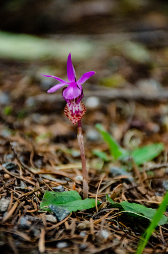 Blooming wild orchid in wet forest in Washington state, USA