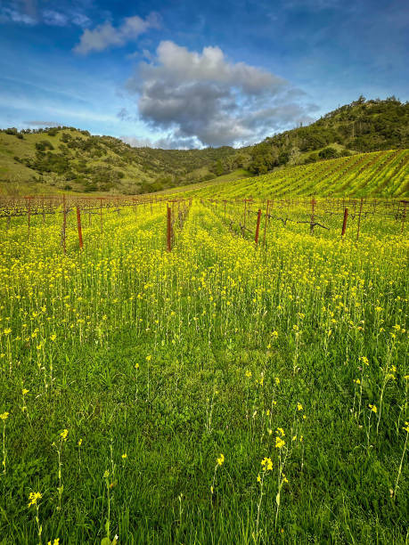 Bright yellow mustard is growing in a spring vineyard. The vineyard is growing up a hill. Mountains and a blue sky with clouds are behind the vineyard.