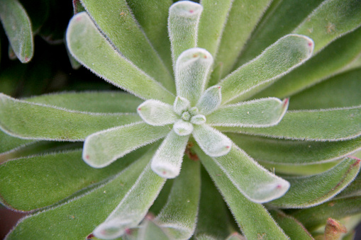 Close-up, succulent leaves of a succulent plant (Echeveria Setosa) in a botanical collection