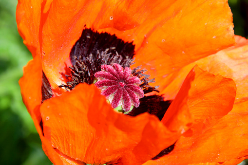 July 2021: Close-up of a single Poppy Flower with white petals