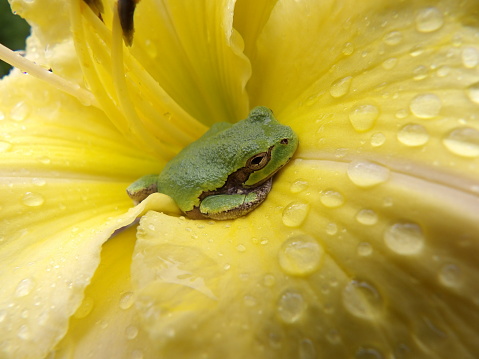 little green tree frog on dewy yellow daylily flower