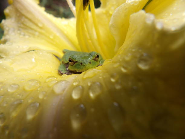 little green tree frog on flower looking at you yellow dewy day lily