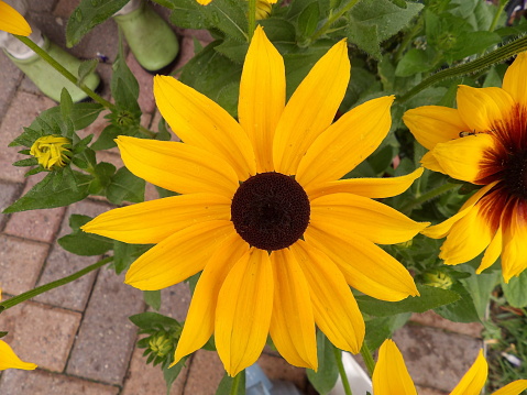 stunning yellow and black coneflower mistaken sunflower