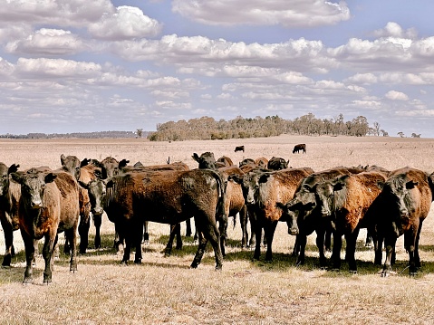 Horizontal closeup photo of a large group of black and brown Angus Beef Cattle standing together, in a grass paddock on a farm near Armidale, New England high country, NSW.