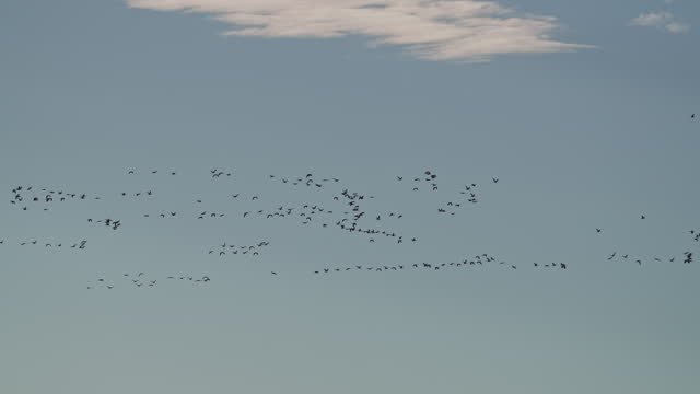 Flock of snow geese flying through the blue sky over Utah