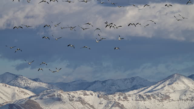 Scenic winter landscape as snow geese fly through the sky
