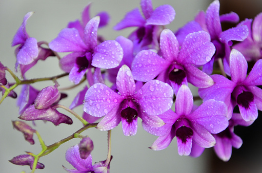 The beauty of the mini pink Dendrobium bigibbum full of flowers and buds