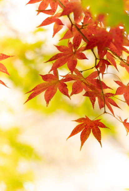 istock Autumn in Japan 2034086634