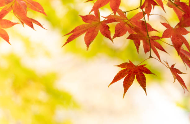 istock Autumn in Japan 2034088309